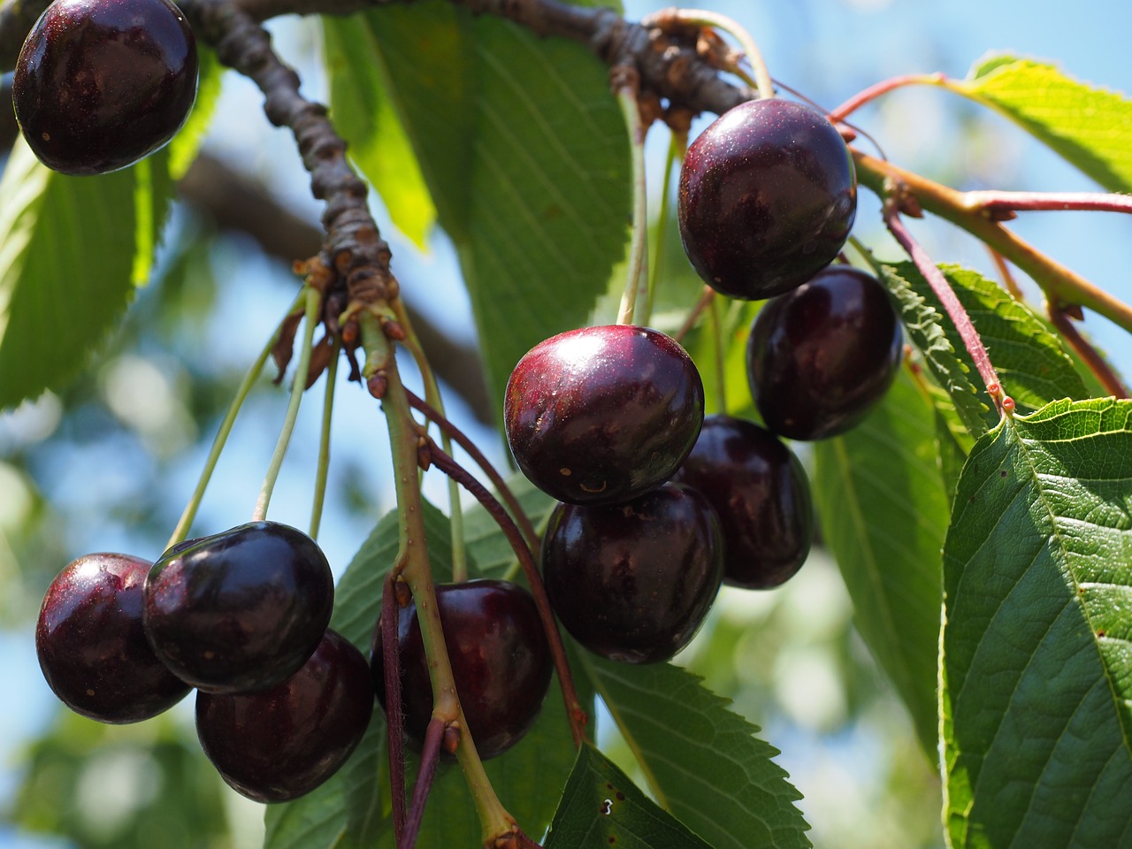 Black Sour Cherries – Paradise Fruit