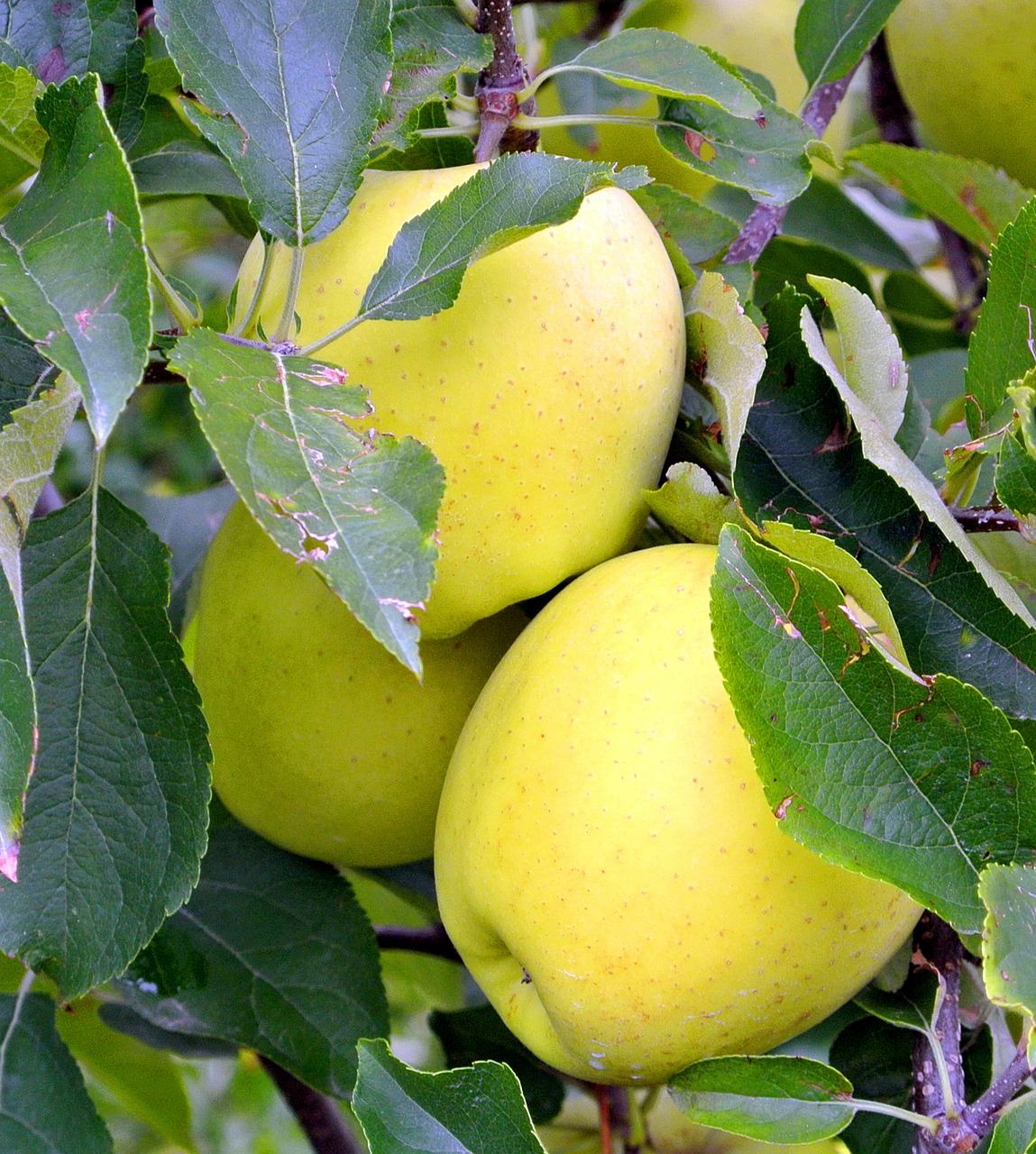 Golden Delicious Large Apple